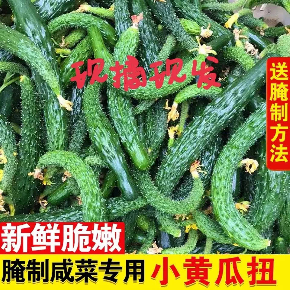 黄瓜扭青瓜腌菜专用新鲜脆嫩
