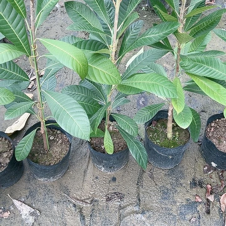 用****712445677889999