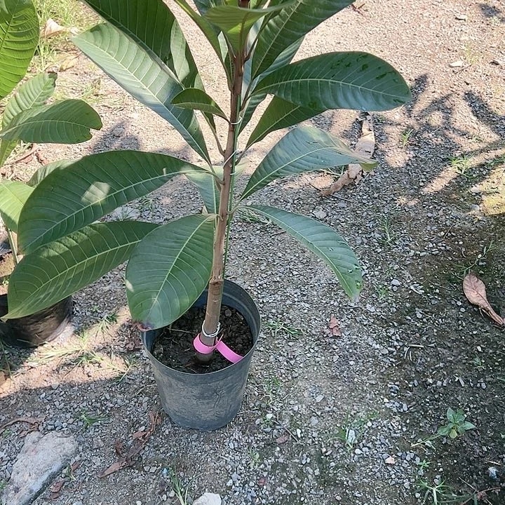 三*公1234454454445455