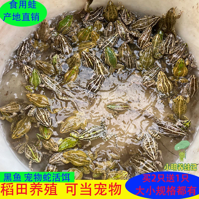 稻田蛙生态养殖稻蛙鲜活青蛙活体宠物蛙【源头产地、现抓现发】