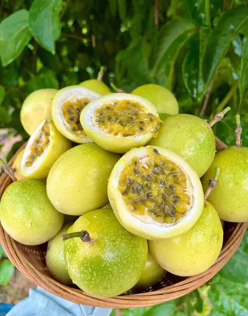 赣南黄金百香果8斤包邮