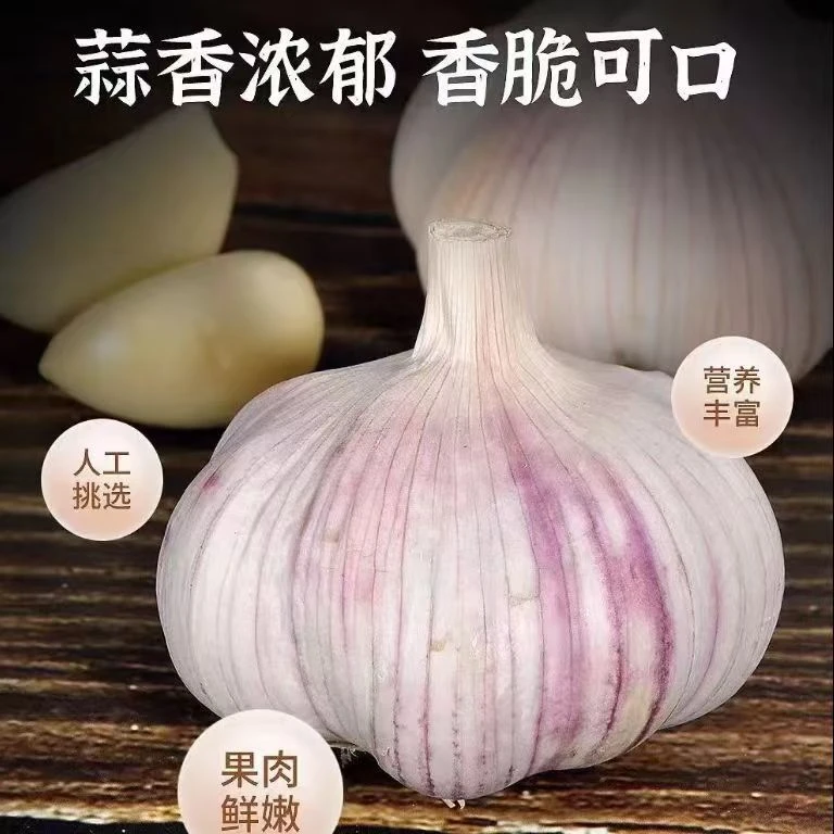 山东优质紫皮超大大蒜特大蒜种红皮蒜九成干大蒜健康营养均衡食用