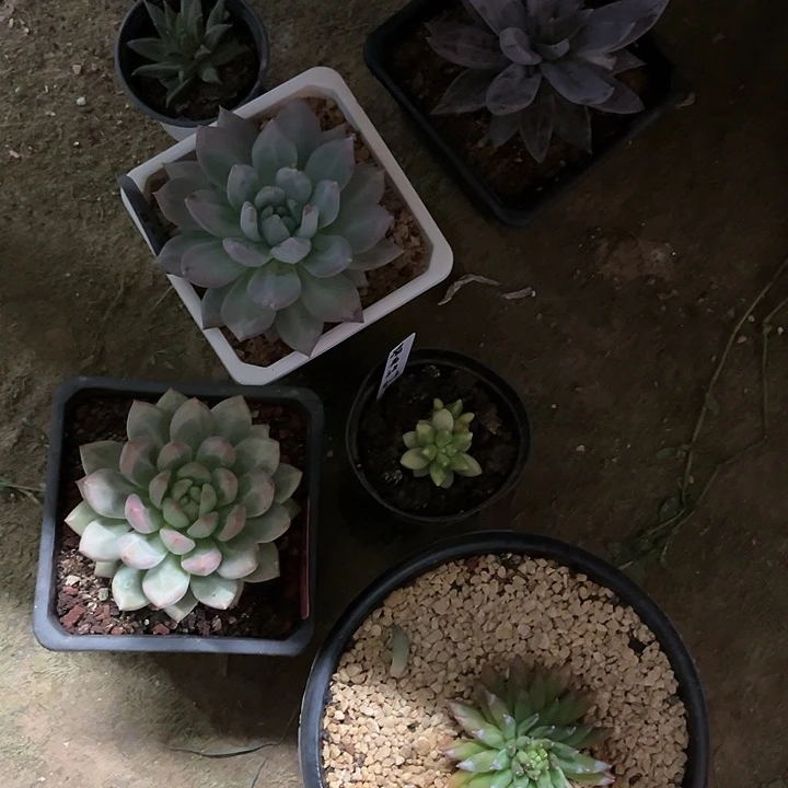 多肉植物多肉植物