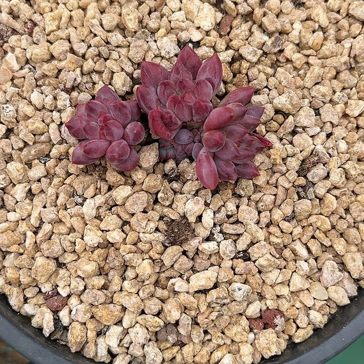 多肉植物多肉植物