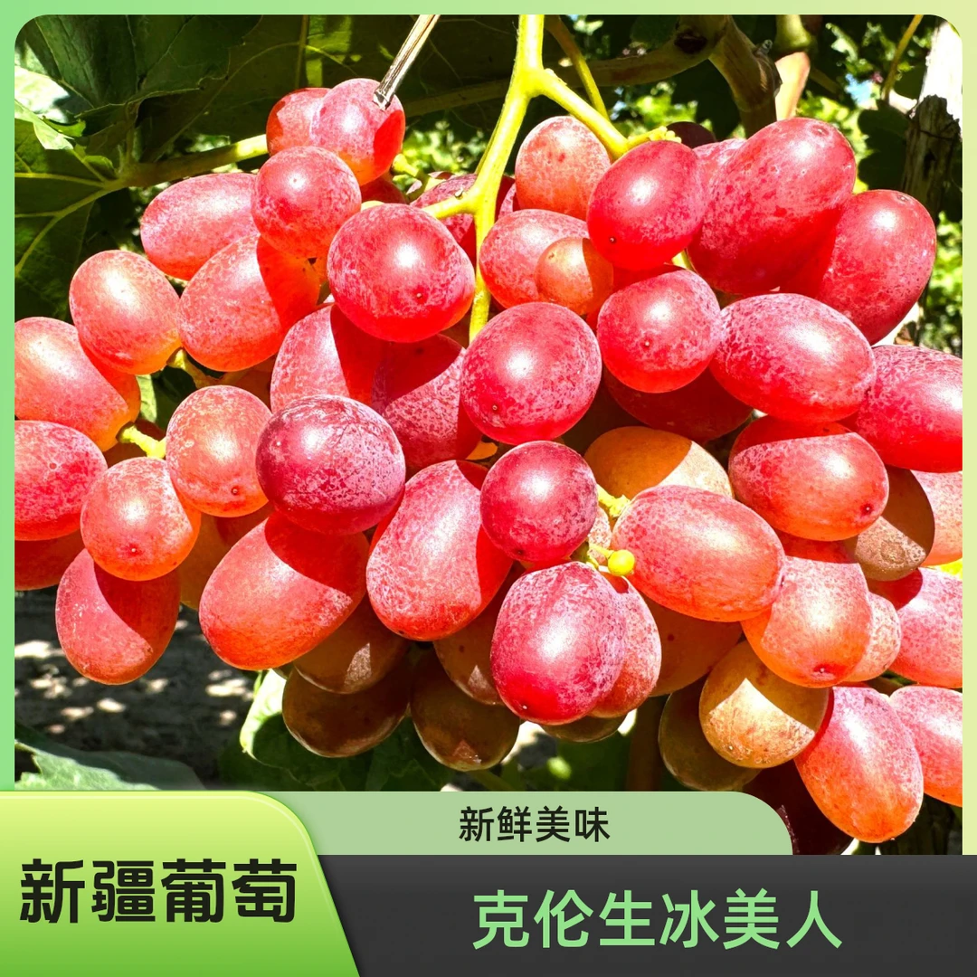 新疆正宗克伦生无籽红提葡萄5斤新鲜水果葡萄苗包邮