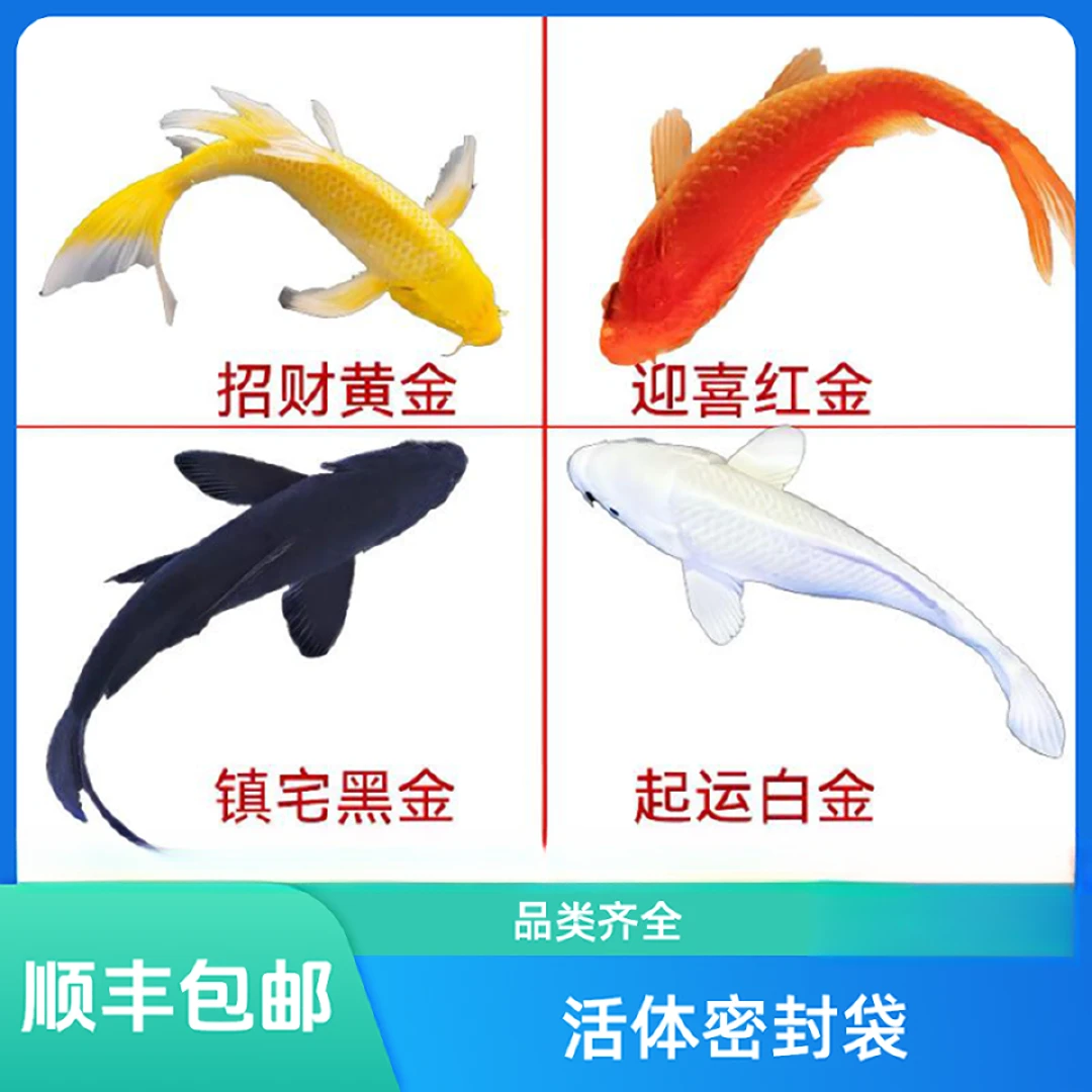 养鱼锦鲤鱼包邮纯种锦鲤活鱼观赏鱼直播链接