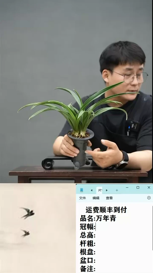 【闪购商品】26 万年青