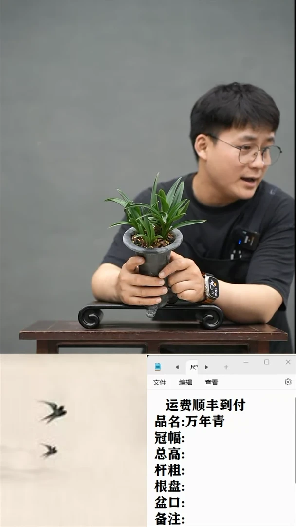 【闪购商品】24 万年青