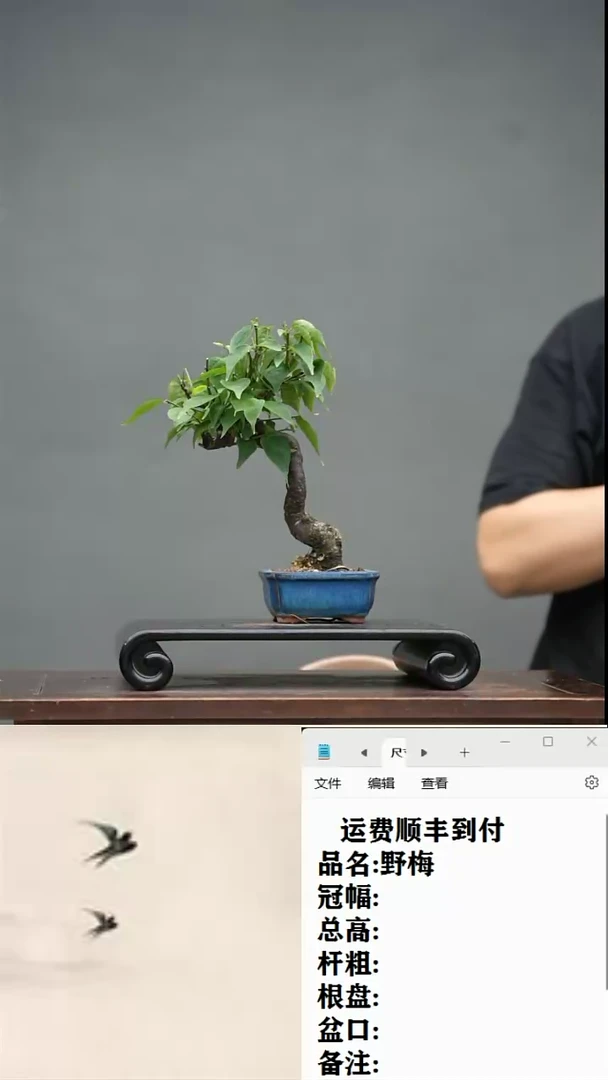 【闪购商品】44 野梅