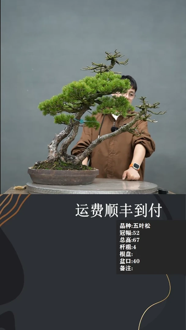 【闪购商品】4  五叶松