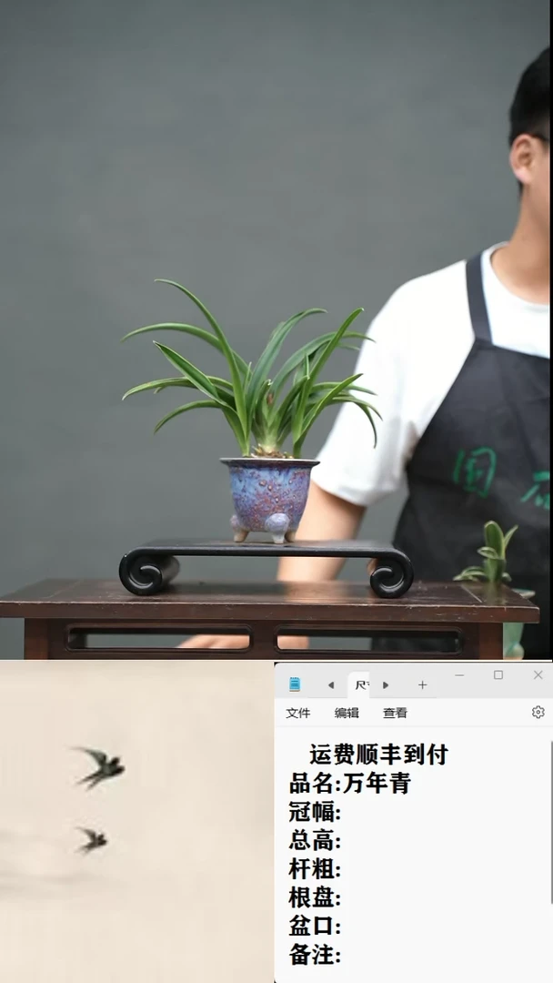 【闪购商品】12 万年青