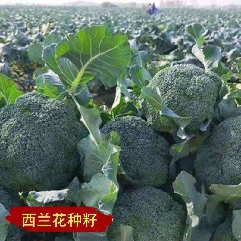 【满5元包邮】西兰花种子H