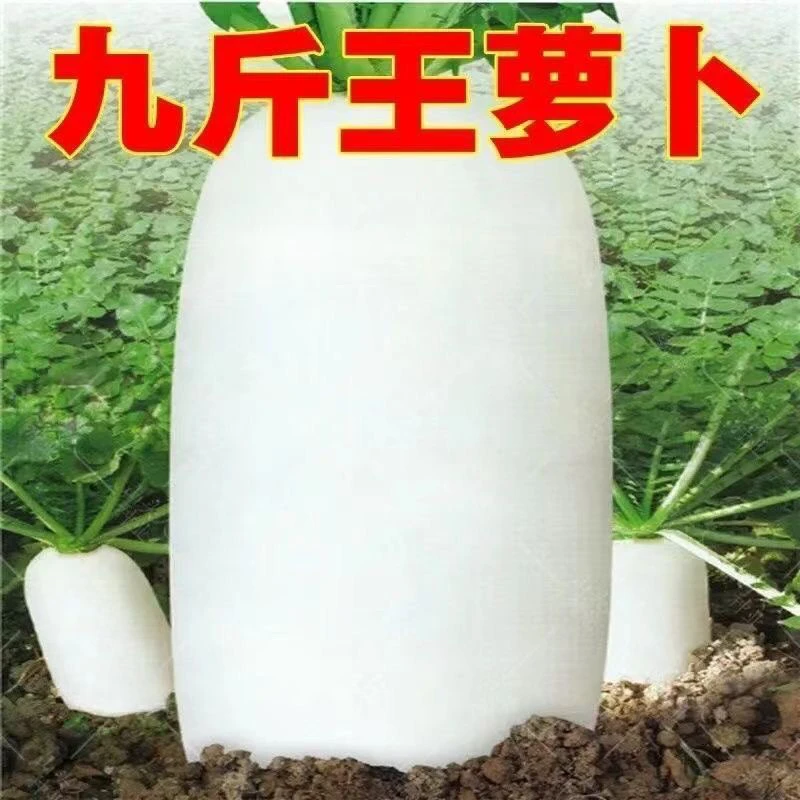 【满5元包邮】九斤王白萝卜种子