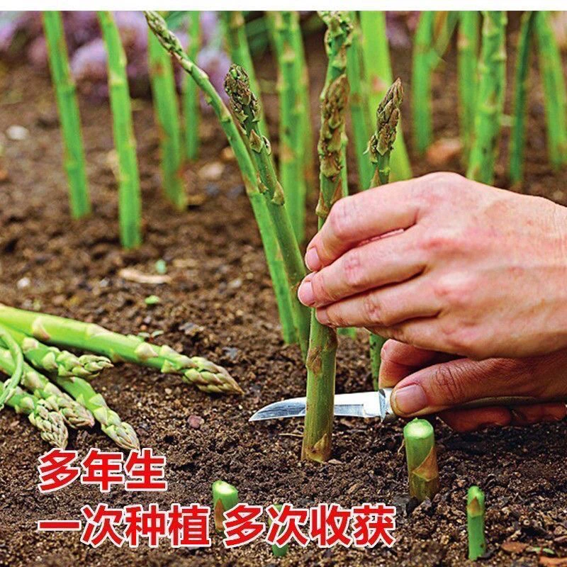 【满5元包邮】芦笋种子