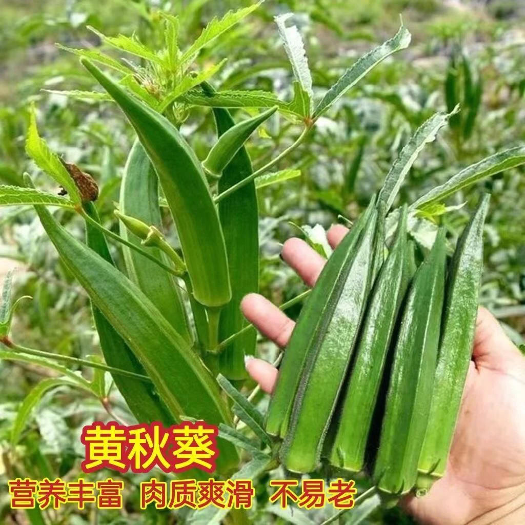 【满5元包邮】黄秋葵种子
