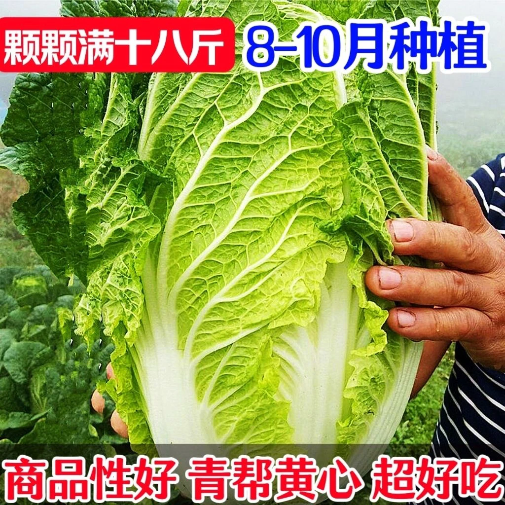 【满5元包邮】棵棵十八斤白菜种子
