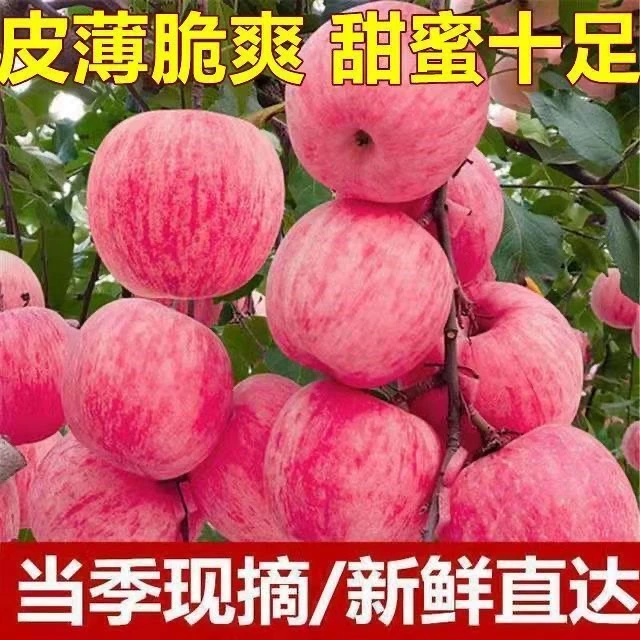 拍五斤送五斤-陕西高山红富士苹果脆甜多汁包邮W