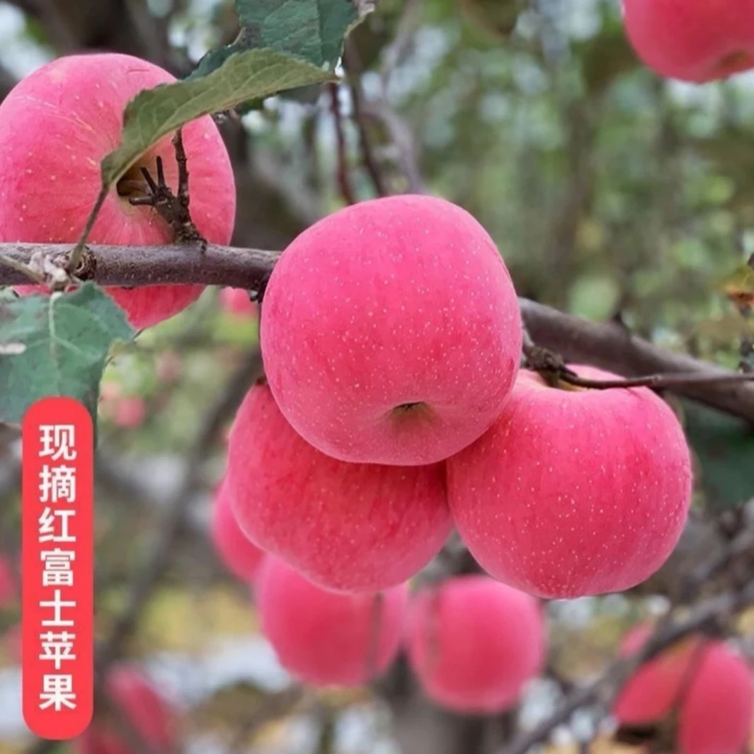 《ZY》陕西高山红富士苹果脆甜多汁包邮应季新鲜水果产地直发