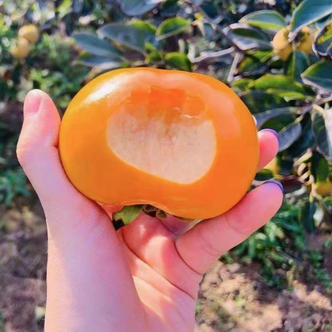 【脆甜柿子树】太秋甜柿苗果树苗庭院植物盆栽地栽阳台庭院四季种植