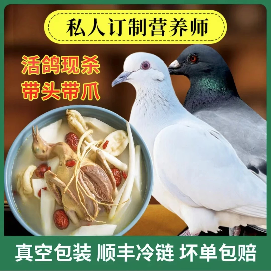 广东隔日达  农家散养鸽子 新鲜现宰生鲜乳鸽杂粮喂养老鸽子炖汤