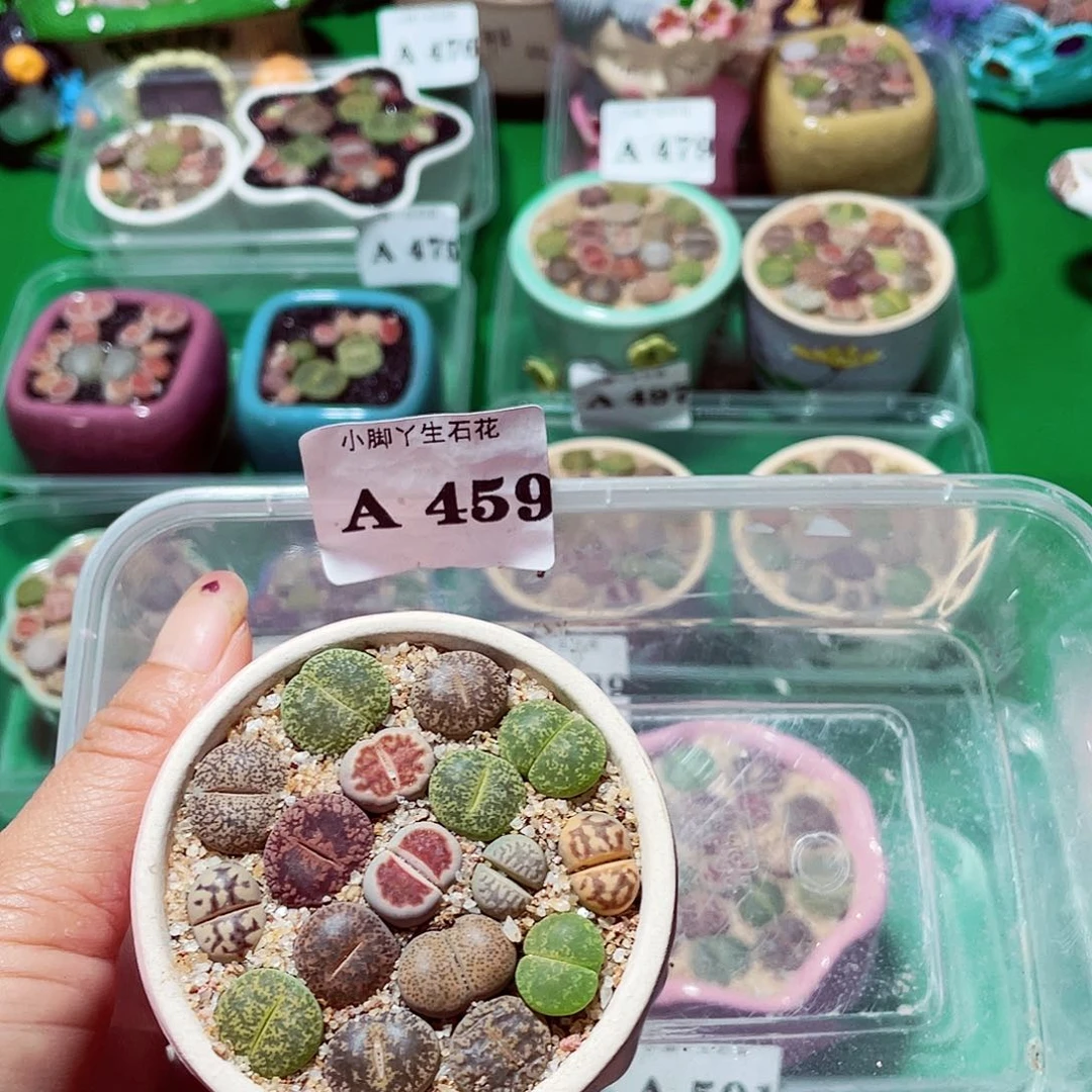 欣*u459生石花科植物花