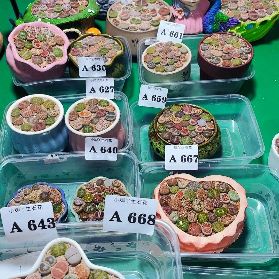 643生石花科植物花