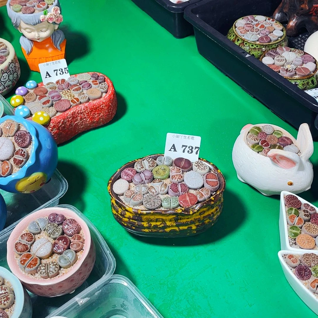 星****?737生石花一件