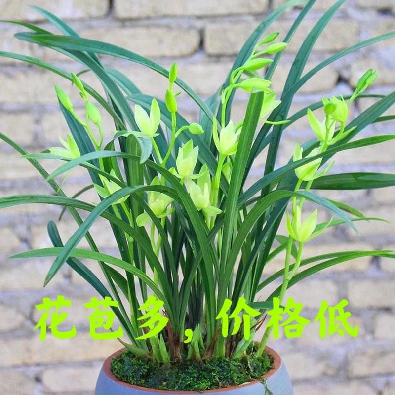 浓香型精品兰花苗建兰带花苞兰花七仙女四季开花室内客厅花卉盆栽