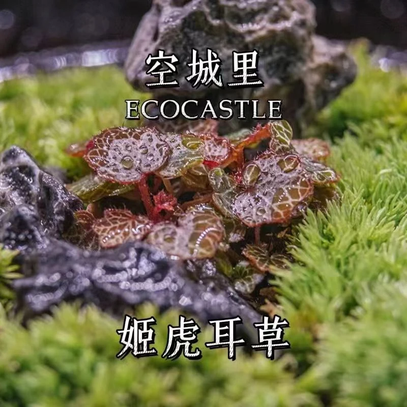 姬虎耳草日本姬雪之下假山造景好养室内绿植微型盆栽掌上迷你植物