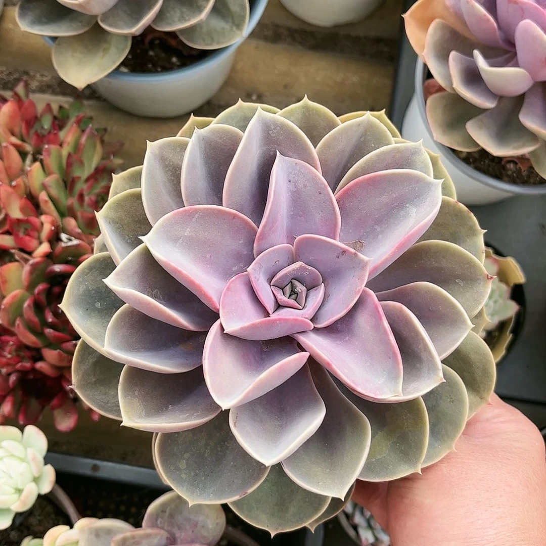 静****游438多肉植物种类多样