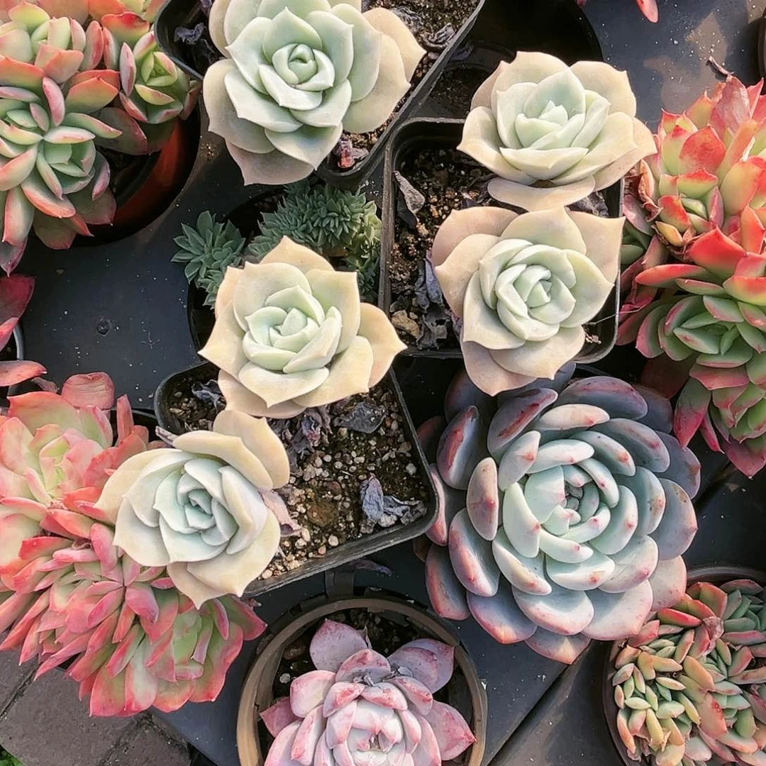 小**语59+50+526多肉植物族等的