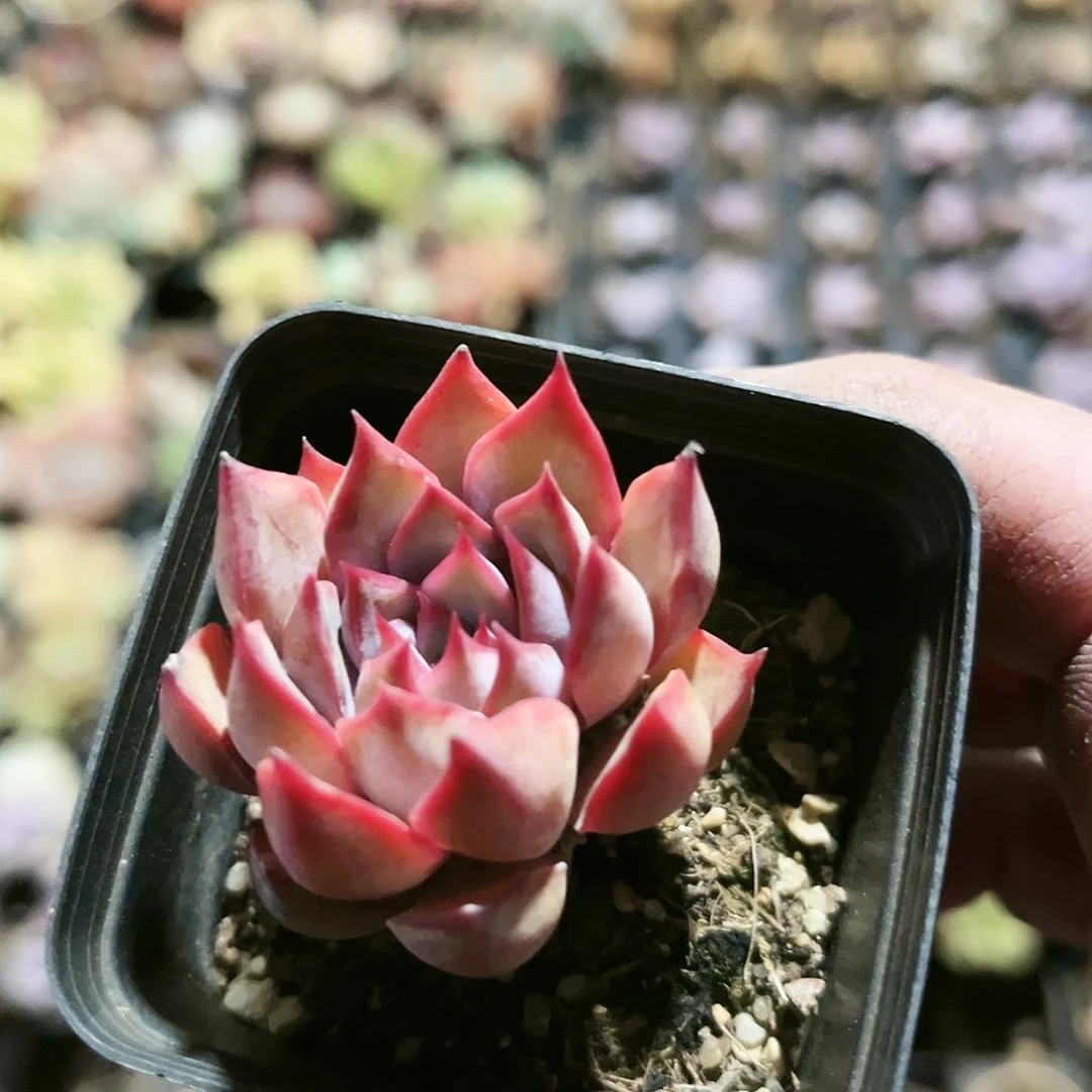 薏*仁274多肉植物种类多样