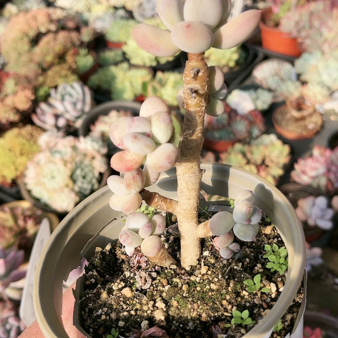 养****?395多肉植物种类多样