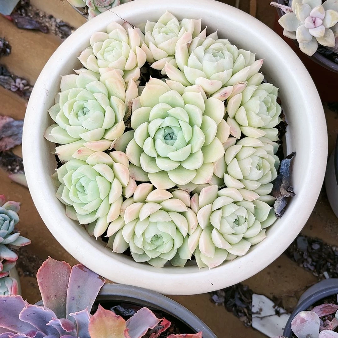 忆*昔353多肉植物种类多样分布