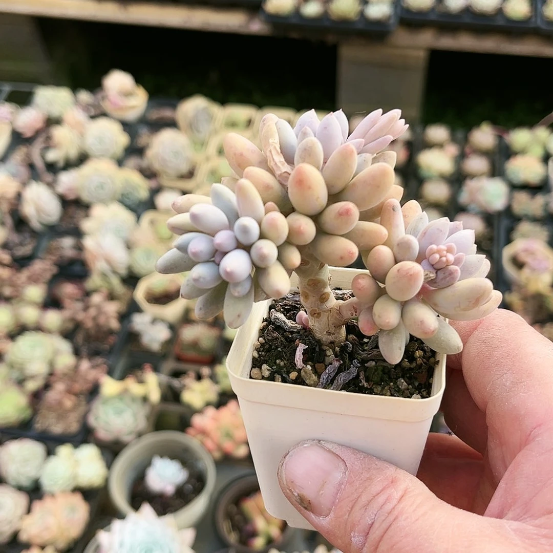 忆*昔121多肉植物种类多样