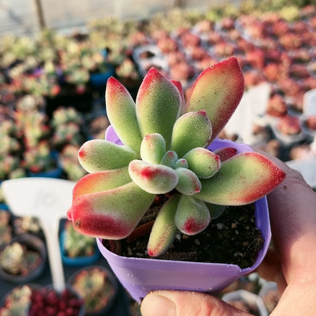 丸叶锦晃星多肉植物