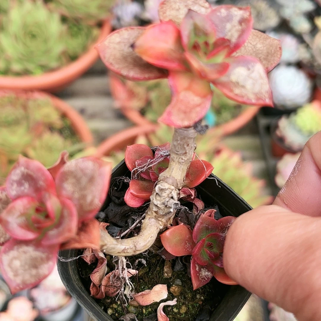 柏****柏69多肉球啊笑而不腻哈