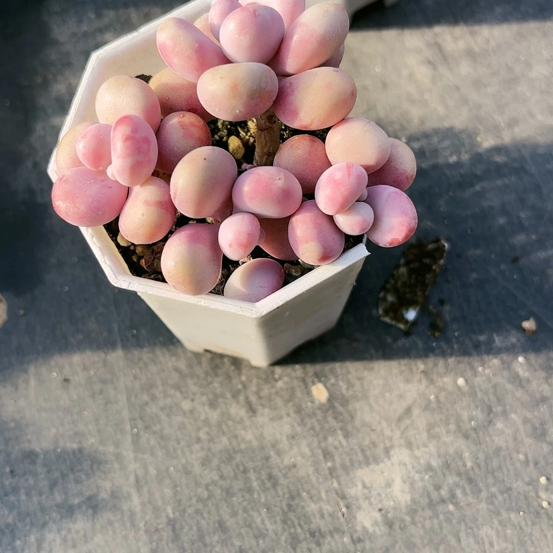 养****?12多肉植物种类多样