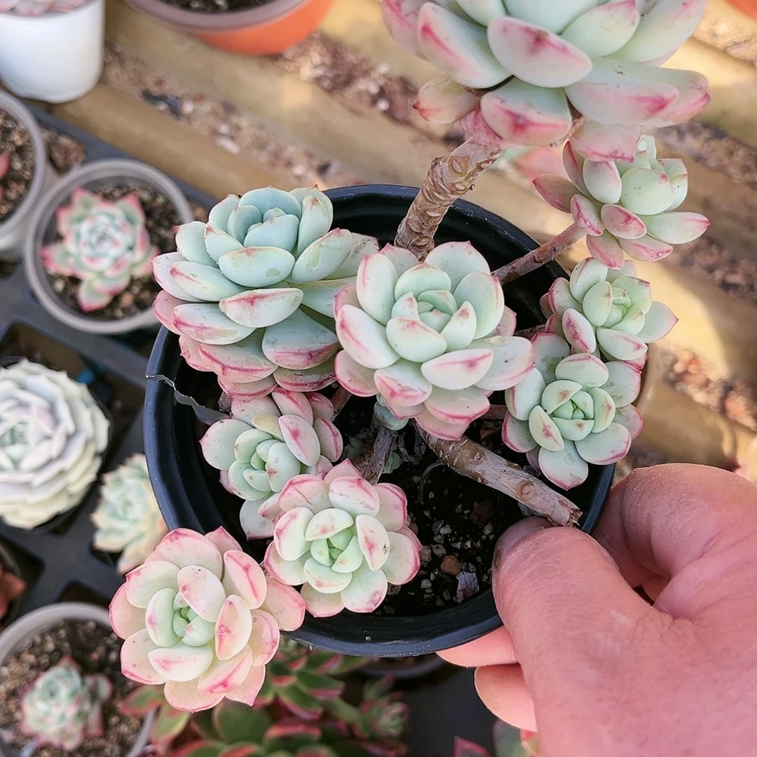 老*Y12多肉植物种类多样