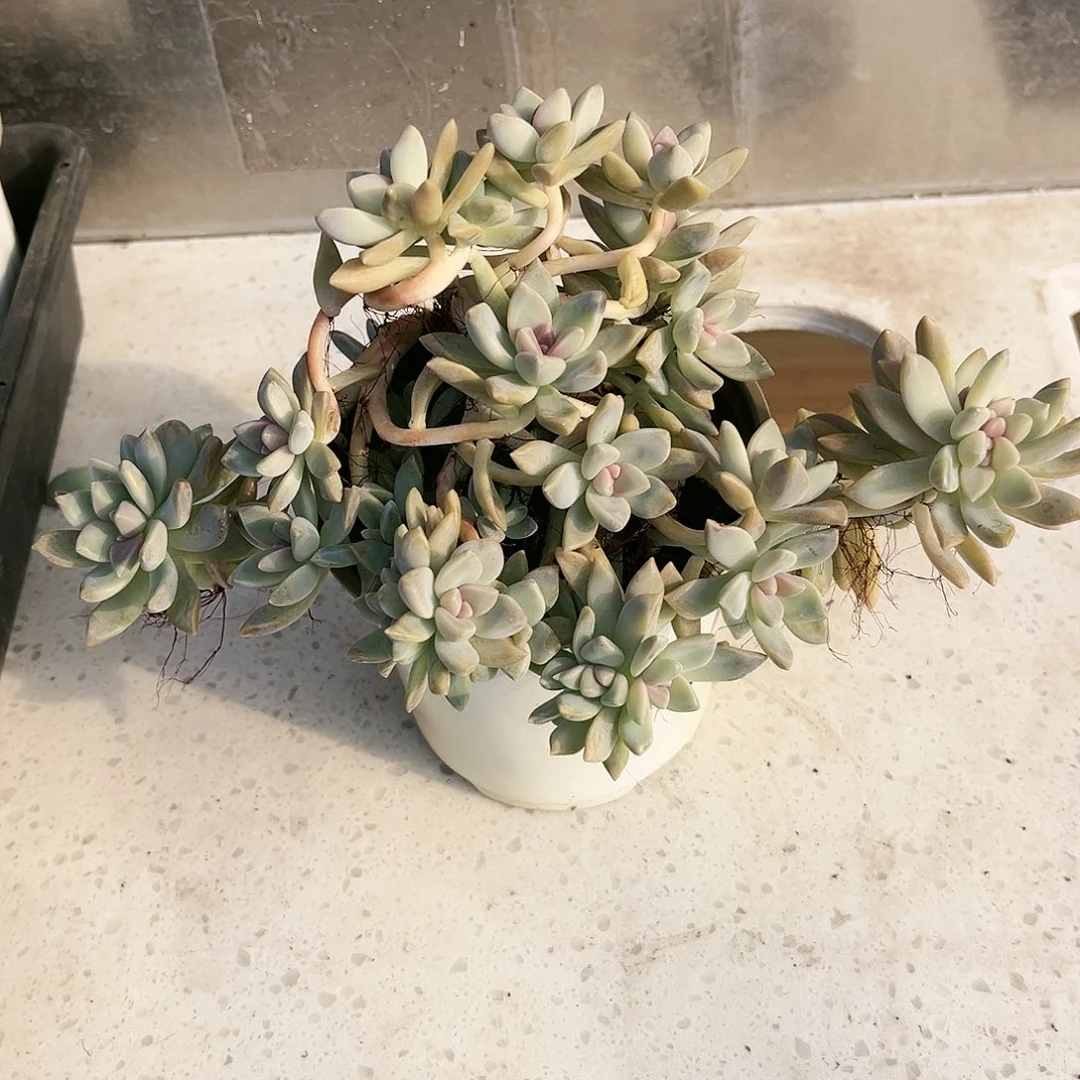 言*372多肉植物种类多样