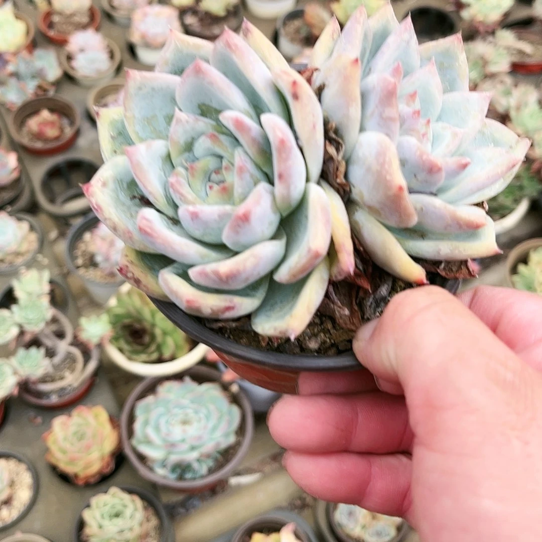 小**水359多肉植物种类多样