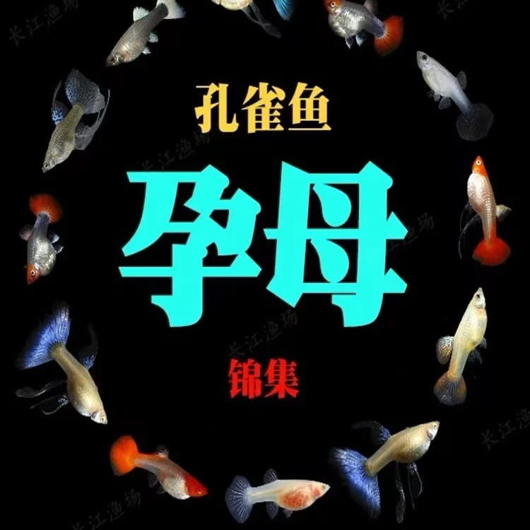 孕母孔雀鱼临产大肚子缎带大C种鱼怀孕观赏鱼热带鱼「超萌好物」