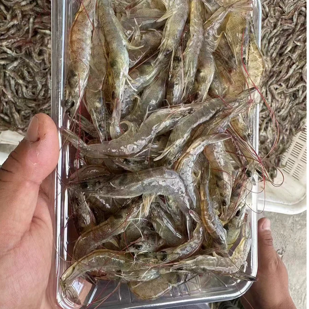 山珍海味特色红毛虾小米虾小白虾250g/包 60-70只左右/包到手6包