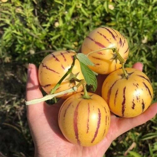 （张家港一小时送货到家）人参果一盒