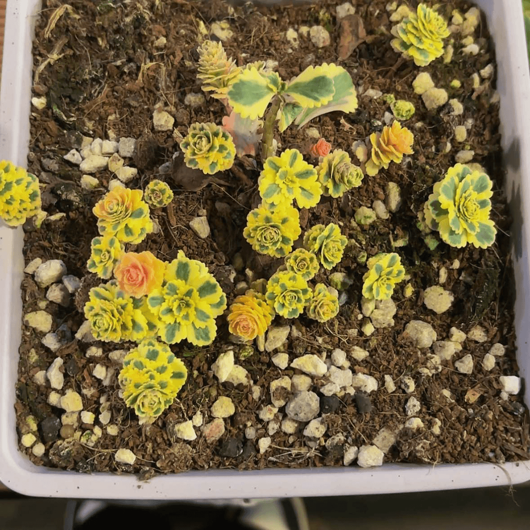 【闪购商品】用****9123456789