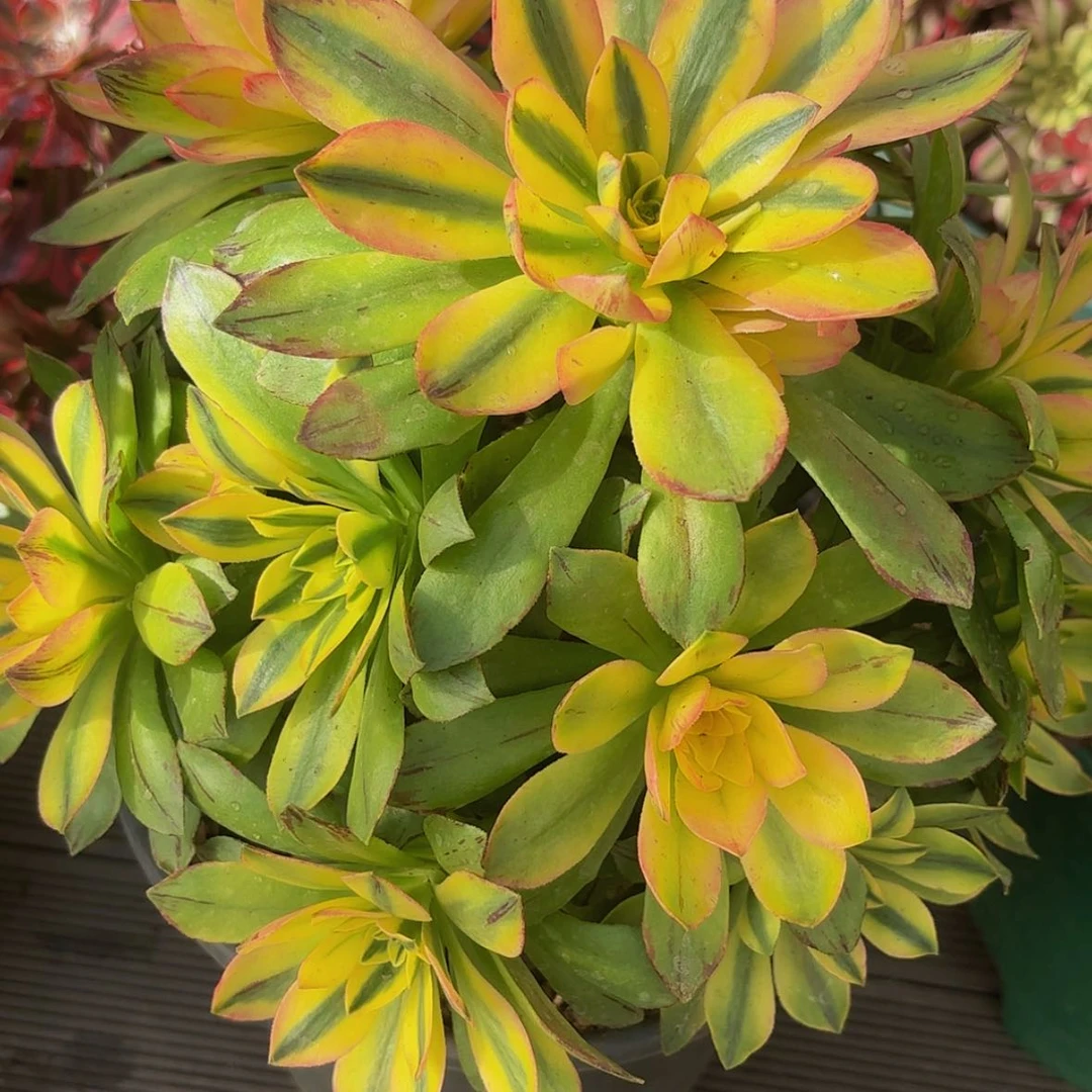 【闪购商品】云*.12345678