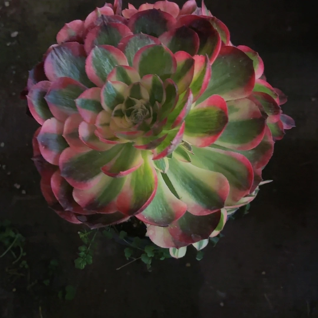 【闪购商品】胡*儿12345678