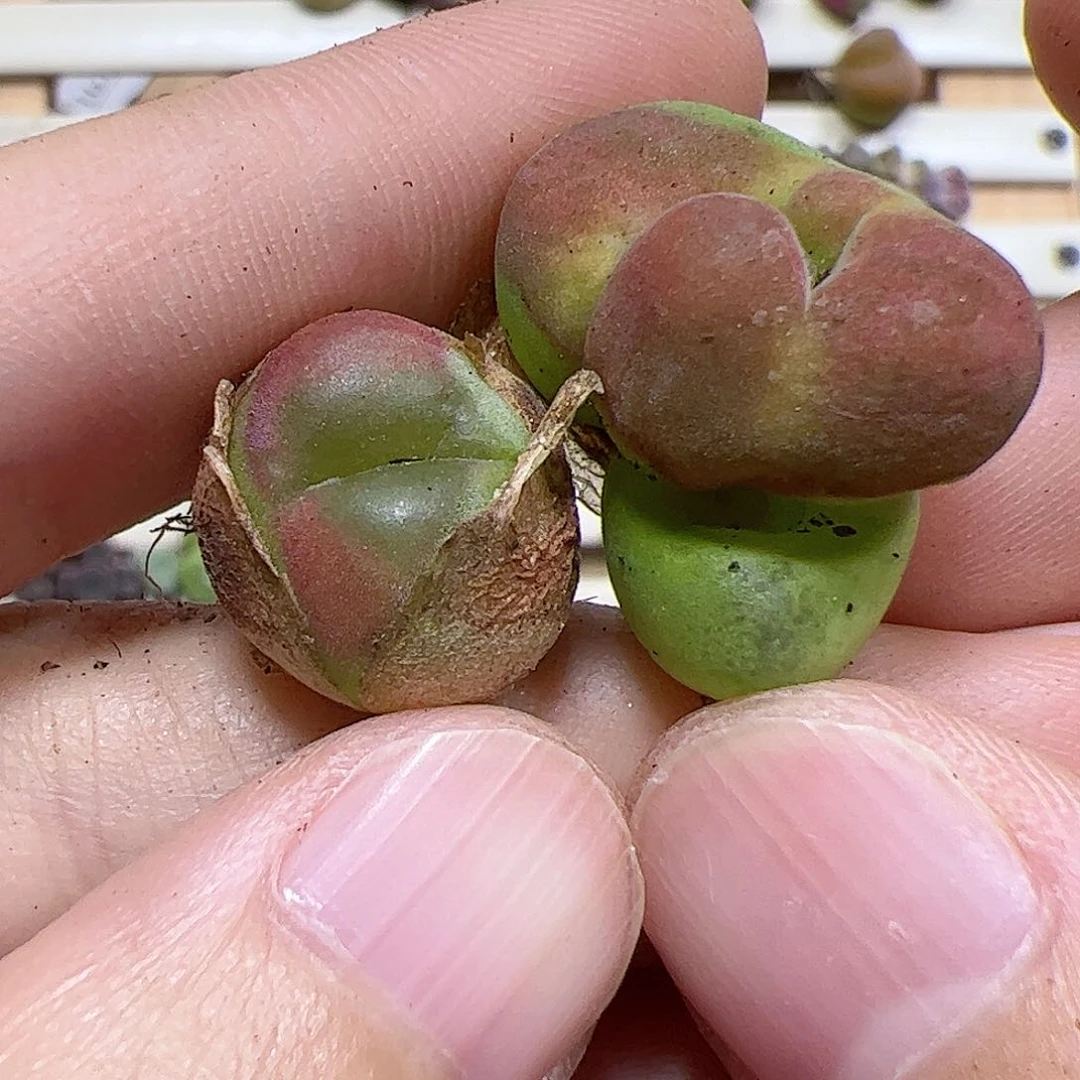 【闪购商品】58 水蜜桃缀化