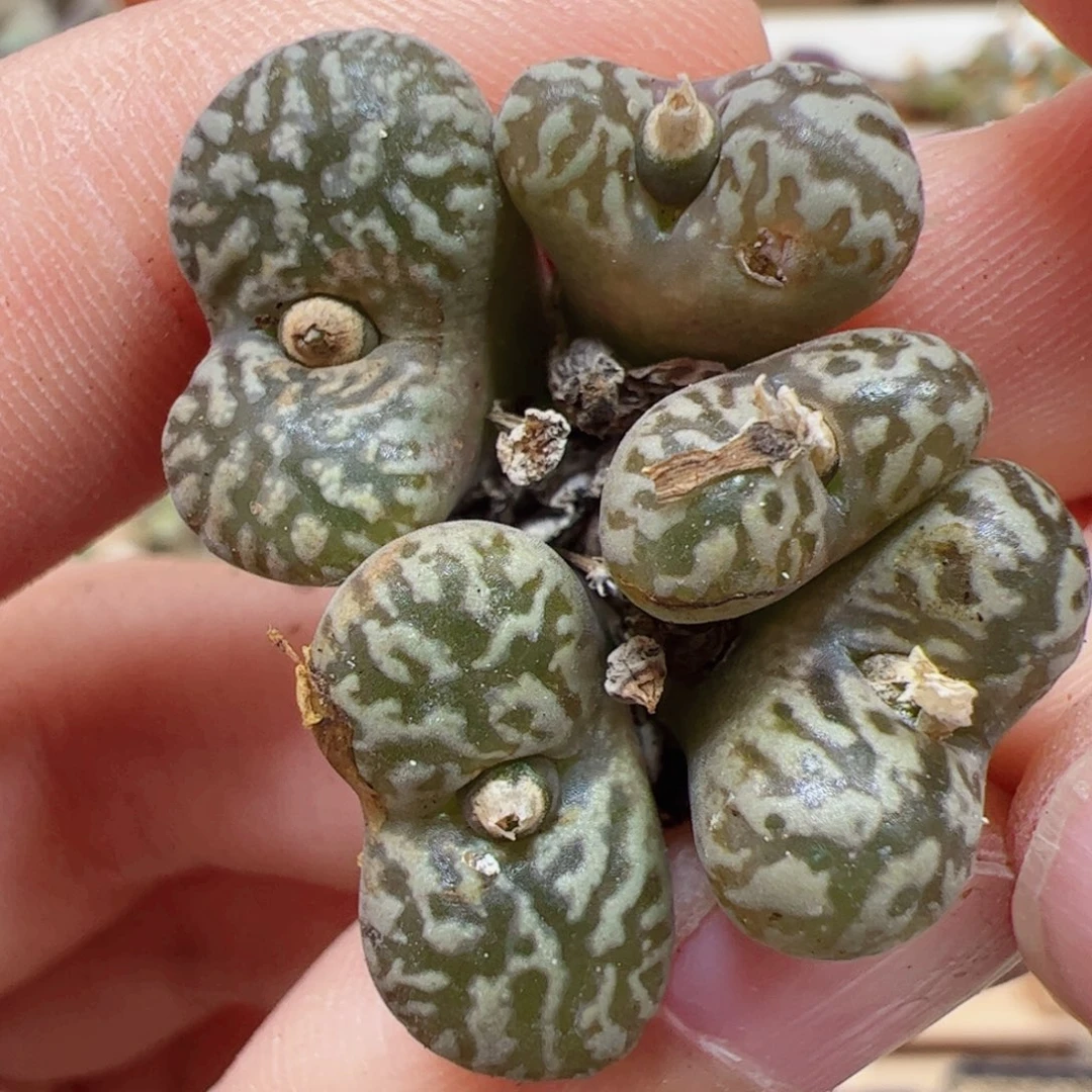 【闪购商品】19 鸟哈尼