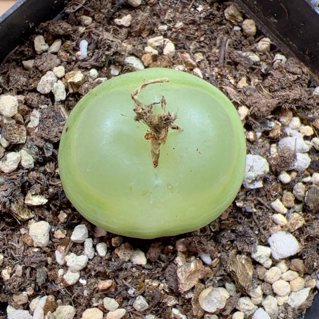 【闪购商品】143 大拉登